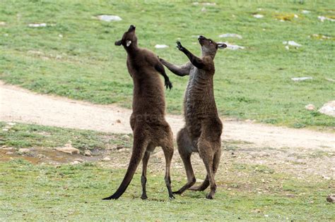 Two Male Kangaroo while fighting 12219342 Stock Photo at Vecteezy