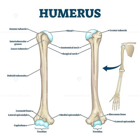 Humerus Bone Labeled Vector Illustration Diagram VectorMine Biology