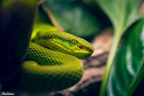 Trimeresurus albolabris by nakkimo on DeviantArt