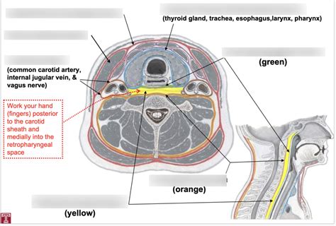 Fascia Of Neck Diagram Quizlet