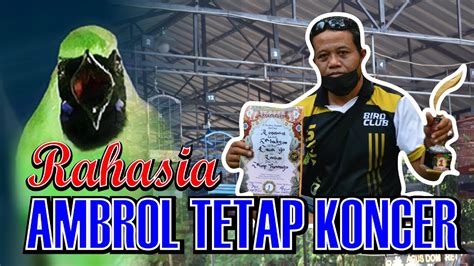 RAWATAN SETTINGAN CUCAK IJO AMBROL MABUNG SAYAP EKOR IJO AMBROL TETAP