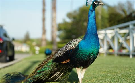 Hear In Socal The Peacocks Of Arcadia Laist Npr News For Southern