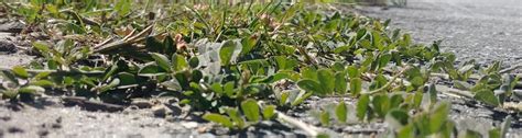 Identification And Management Of Creeping Indigo A Common Florida Weed