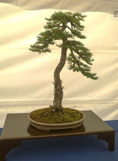 Tree 26 Japanese Larch Northern Ireland Bonsai Society