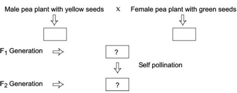 Cbse Class 10 Biology Heredity And Evolution Worksheet Set B