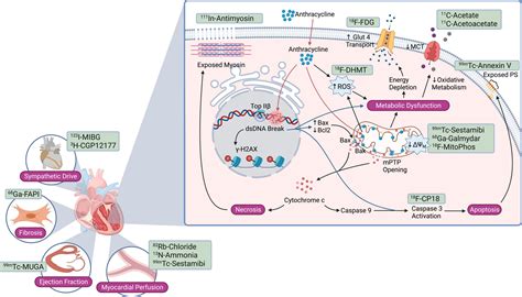 Frontiers Anthracycline Induced Cardiotoxicity From Pathobiology To