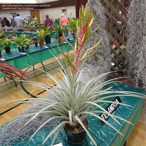 Plantfiles Pictures Tillandsia Bromeliad Species Air Plant Cardinal Air Plant Quill Leaf