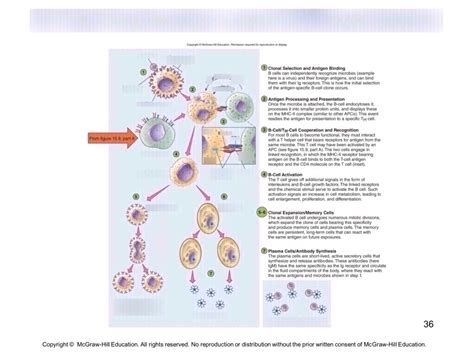 B Cell Activation And Differentiation Diagram Quizlet