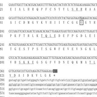 Nucleotides And Deduced Amino Acid Sequences Of The Selenow CDNA From