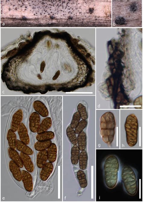 Sexual Morph Of Stemphylium Dianthi On Dianthus Capitatus Mflu 19 0556