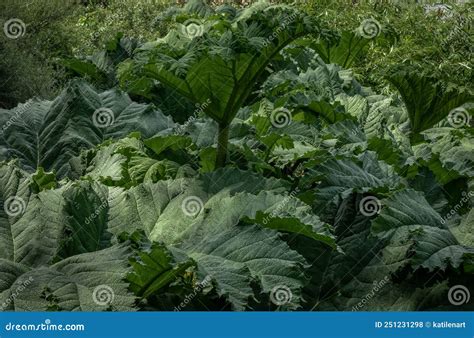 Folhas Verdes Gigantes Da Planta Da Selva De Gunnera Foto De Stock