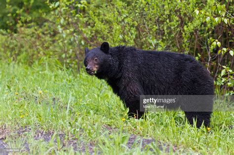 Bc Black Bear High Res Stock Photo Getty Images