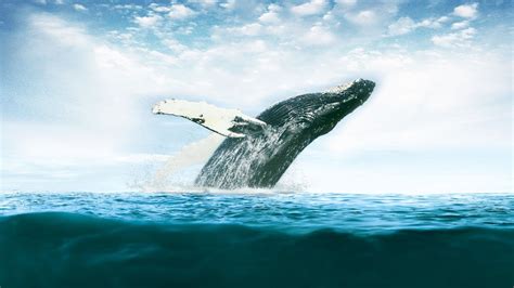 Whale Wallpaper (69+ images)