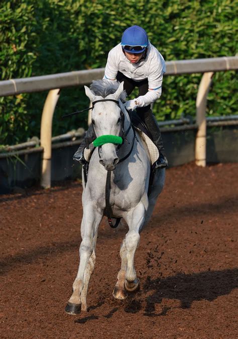 【安田記念】ガイアフォース 悲願のg1勝利へ高まる期待感 小川助手も手応えにじませ「どこへ行くのも大丈夫」 競馬ニュース Netkeiba