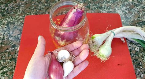 Zwiebeln länger haltbar machen der Trick mit dem Einmachglas