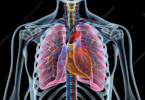 Human Thorax Anatomy