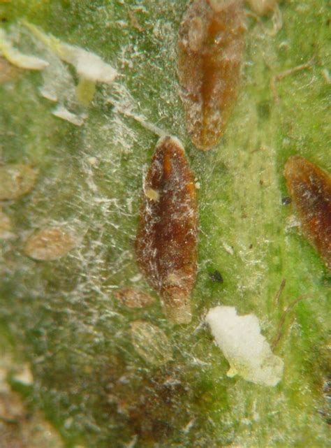 Fiorinia Theae Bioquipbugs