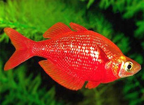 Red Rainbowfish Glossolepis Incisus Tropical Fish Keeping