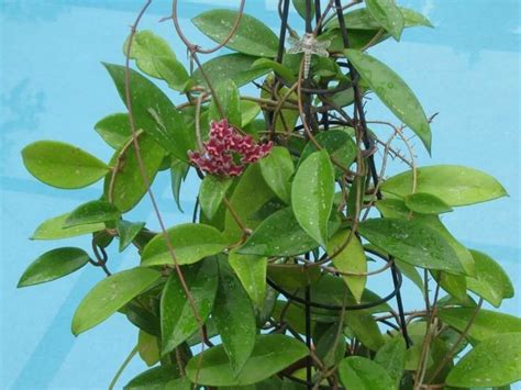 Hoya Pubicalyx Pink Silver Perennials Planting Flowers Plant Life