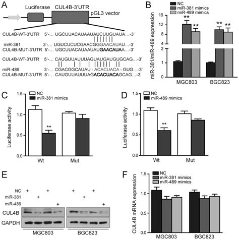 MiR381 And MiR489 Suppress Cell Proliferation And Invasion By