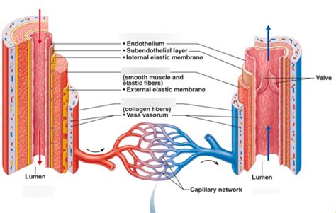 Blood Vessel Histology Diagram Quizlet