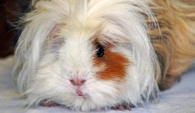 Texel Guinea Pigs Everything You Should Know Guinea Pig Site