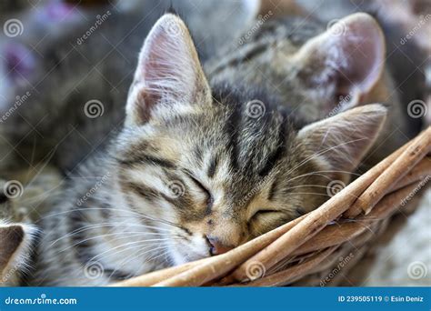 Cute Kittens Sleeping In A Basket Stock Image Image Of Kitten