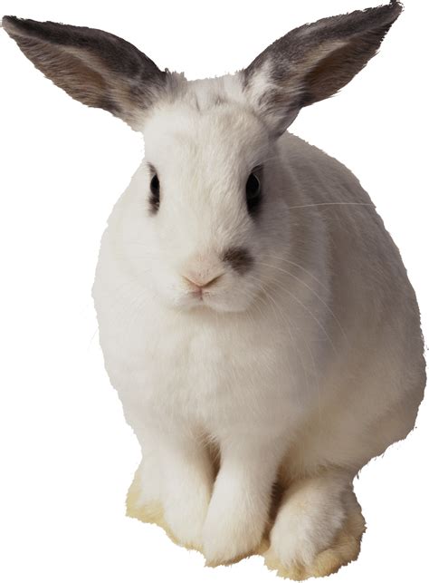 Bunny Png