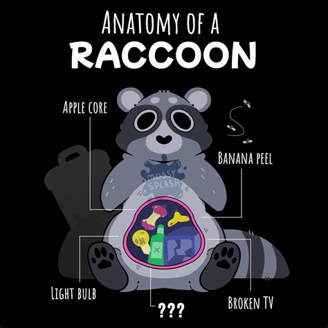 Anatomy of a Raccoon! by MossySplash on DeviantArt