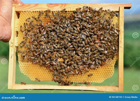 Colony Of Bees To Make Honey Stock Image Image Of Closeups Healing