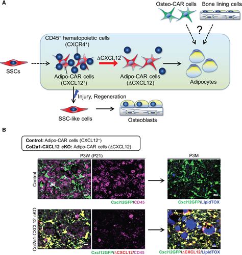 Frontiers Toward Marrow Adipocytes Adipogenic Trajectory Of The Bone