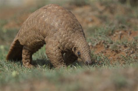 Indian pangolin - Pangolin Specialist Group