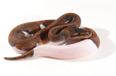 suma pumpkin pied aka dream coming true ball pythons