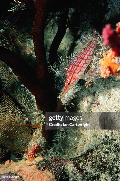 Hawk Nose Photos and Premium High Res Pictures - Getty Images