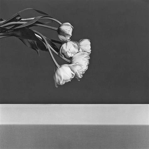 Robert Mapplethorpe Signification Des Fleurs