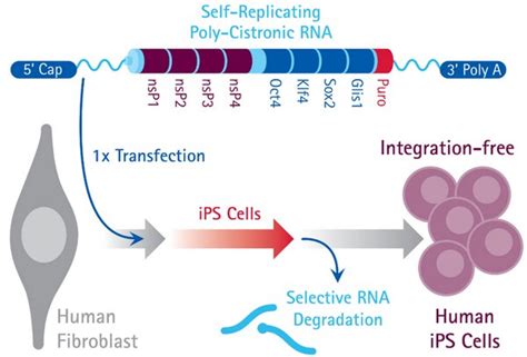 Simplicon Rna Reprogramming Kit Oksg Scr