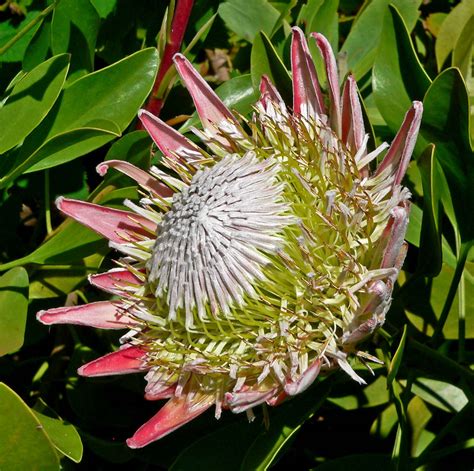 File:Protea cynaroides 3.jpg - Wikimedia Commons