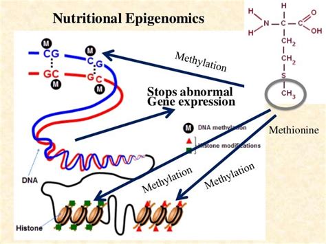 The Role Of Nutrition In Reproduction