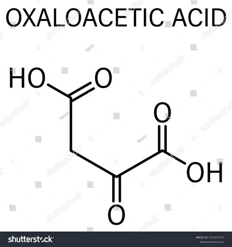 Oxaloacetic Acid Oxaloacetate Metabolic Intermediate Molecule เวกเตอร์