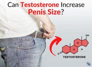 Testosterone And Penis Size Dr Sam Robbins