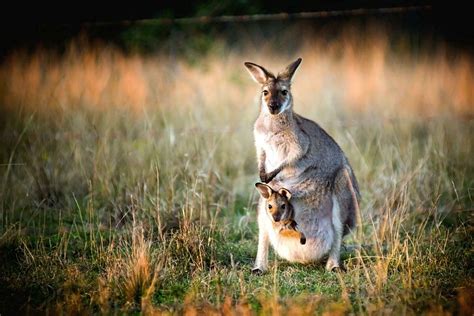 Kangaroos, Magnificent Animals That Are Uniquely Australian