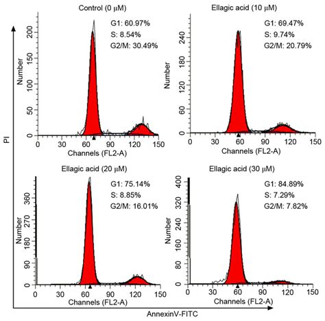 Ellagic Acid Arrests The Cell Cycle In The G Phase In Hela Cells As