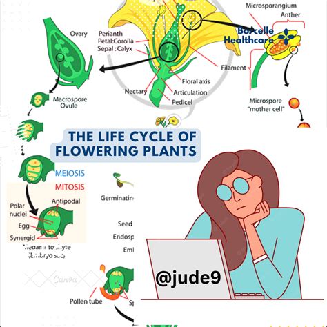 Life Cycle Of A Flowering Plant