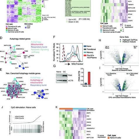 Itgav Integrin Expression And Activation In Tonsil B Cell Subsets Download Scientific Diagram