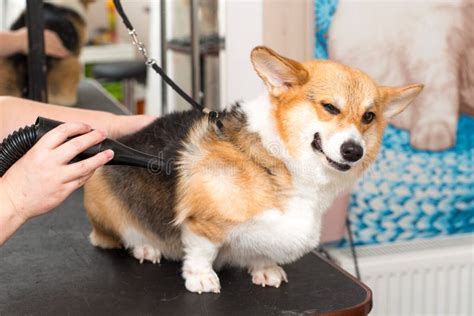 Dog Corgi Drying Pet Grooming and Hairstyle Concept. Stock Photo - Image of grooming, hand ...