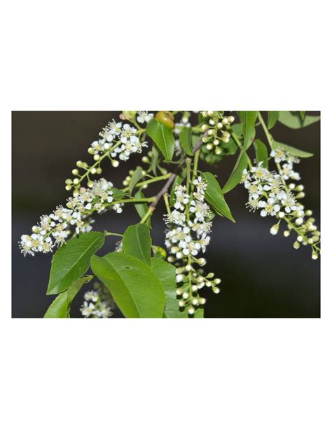 Mexican Capulin Cherry Grafted Tree Prunus Salicifolia