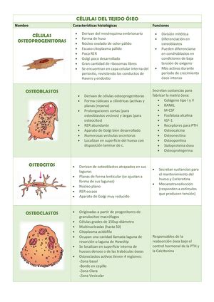 Láminas segundo parcial Histología Studocu