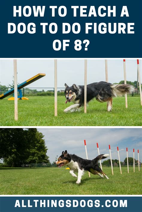8 Dog Training
