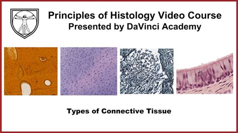 Types Of Connective Tissue And Cells Histology Connective Tissue