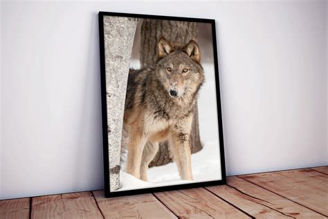 Grey Wolf Canis Lupus Peers Around Birch Tree Self Adhesive Etsy